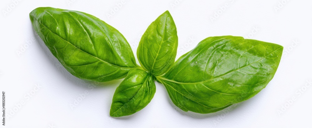 Obraz premium The Basil Leaves Arranged On White Background For Culinary Use And Fresh Garnish
