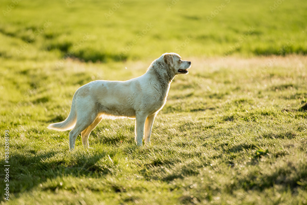 Obraz premium Happy mixed breed dog walking freely through green fields during golden hour. Outdoor lifestyle scene showing freedom, nature, companionship and active countryside walk. 