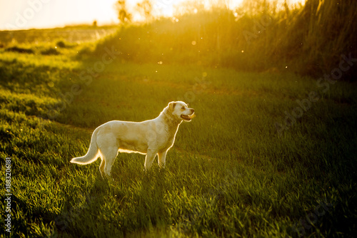Εκτύπωση καμβά Happy mixed breed dog walking freely through green fields during golden hour