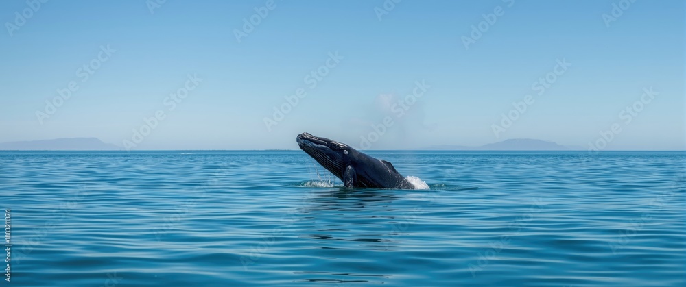 Fototapeta premium Hermanus, Whale Coast, Overberg, Western Cape: Southern right whale (Eubalaena australis) calf breaching and callosities display
