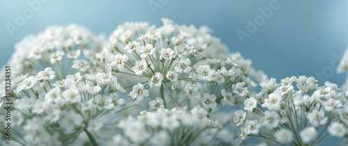 Close-up photograph of Gypsophila, known as Baby's Breath