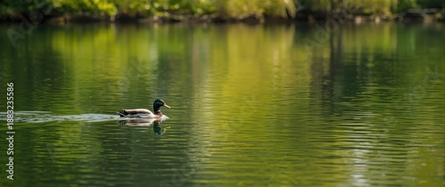 Green Mallard Duck gliding across the Lake