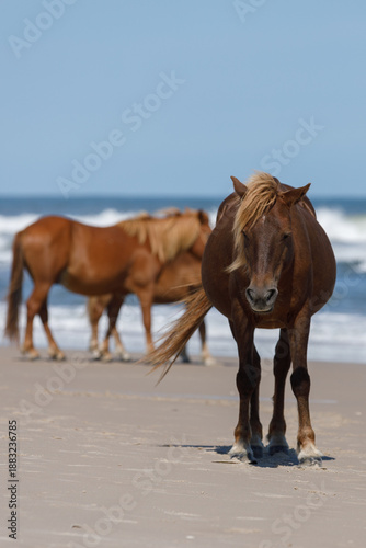 Photography horses on the beach