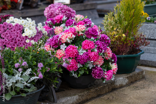 Wallpaper Mural Gros bouquets de fleurs fraiches et multicolore déposés sur les tombes dans cimetière à l'occasion de la Toussaint. France. Cela rend hommage au défunt et témoigne de l'attachement et du respect. Torontodigital.ca