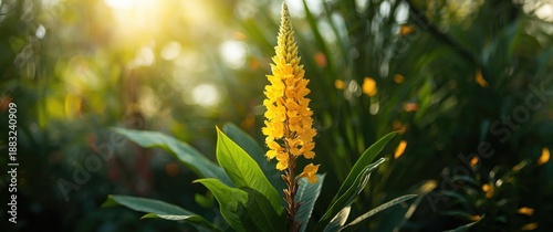 Panel kuchenny z motywem Super Goldy Lollypops or Golden Shrimp Plant