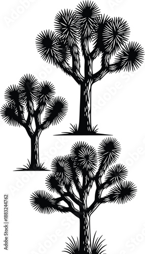 Joshua tree vector set, black silhouette illustrations of desert flora with spiky leaves and textured trunks