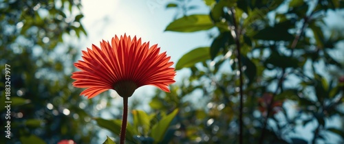 Red flower blooming on a tree