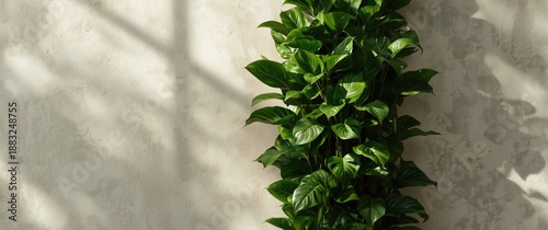 A lush, vibrant green betel...