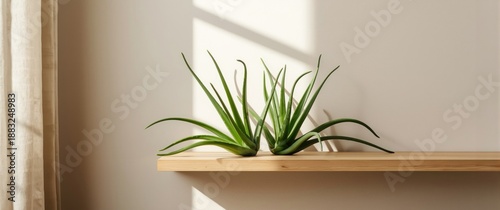 Decorative Aloe vera plants for home decor