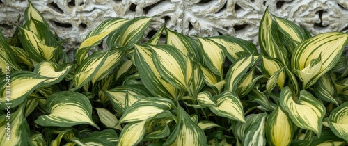 Unknown Hosta species and v...