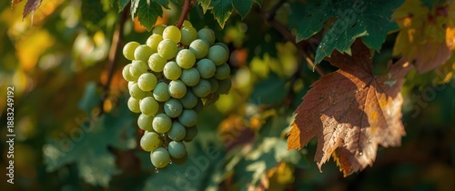 Macro image of unripe grapes