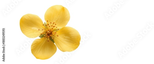 Isolated Yellow Peach Apric...