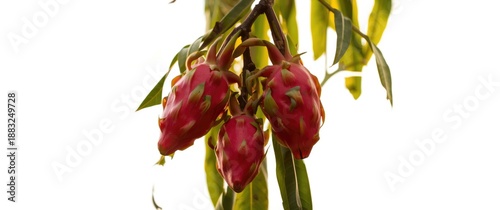 Farm-grown fresh red dragon...