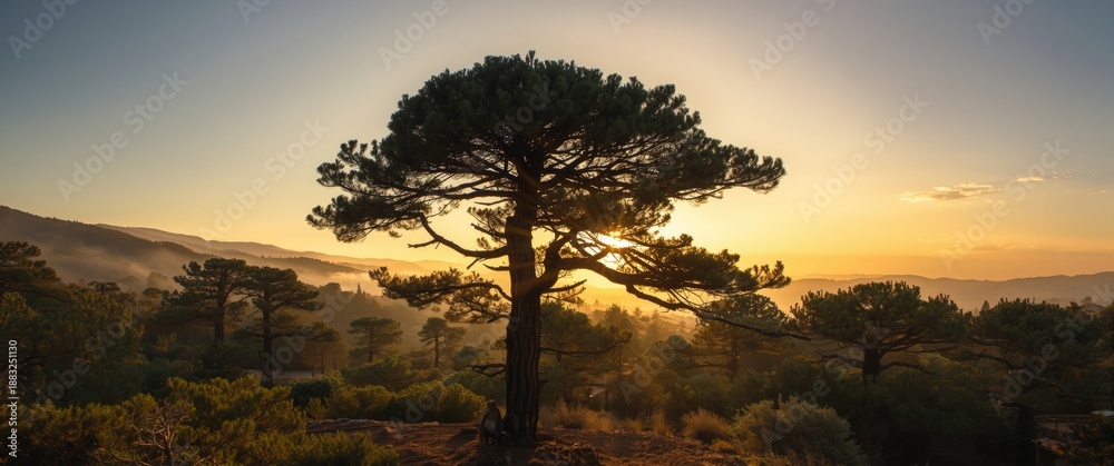 Fototapeta premium Sunset Over Shouf Cedars in Lebanon