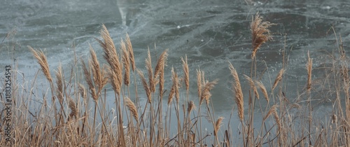 Giant dried reeds gently sw...
