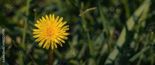Bright Yellow Dandelion see...