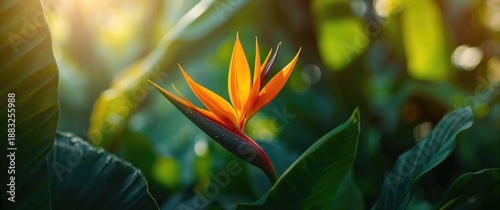 Heliconia flower in orange ...