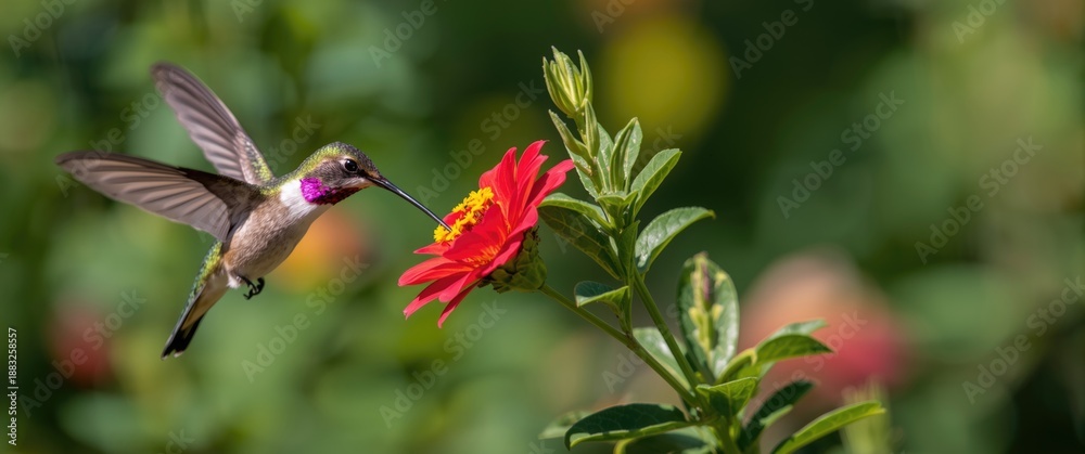 Fototapeta premium Santa Cruz, California: Male Anna's Hummingbird in flight and feeding behavior