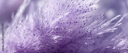 Patterned violet feathers w...