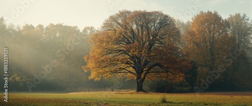 Colorful morning in a fores...
