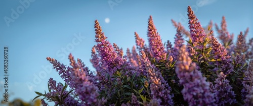 Background featuring purple Mexican Heather shrub, flowers, and leaves in a summer and spring nature setting, star floral beauty theme