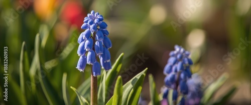 Details of Muscari (Blue Gr...