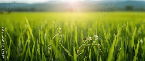 Green rice fields with rice...