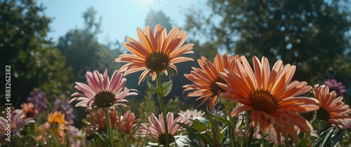 Multicolored blossoms shining under sunlight against a green scenery