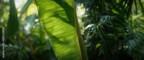 Fresh green banana leaf und...