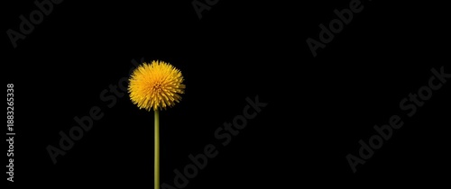 Yellow dandelion flower aga...