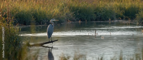 Riverbank heron perched gra...