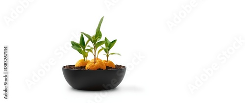 Young citrus plants growing...