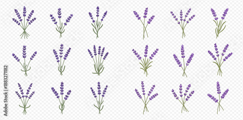 Set of lavender flower bouquets on a transparent background, vector illustration of purple blossoms.