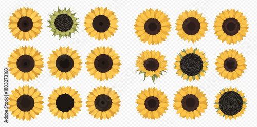 Set of various sunflower heads in different stages of bloom, isolated on a transparent background, perfect for summer and nature-themed designs.
