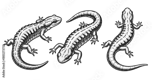 Intricate black and white illustration of three salamanders in detailed pen sketch style