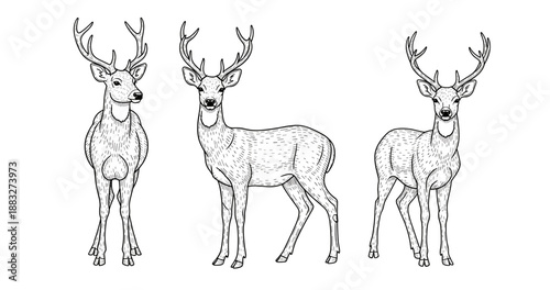 Illustrated deer trio: stag stance and antler detail in black and white