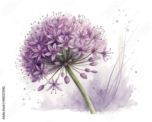 Watercolor Allium Flower Illustration, Round Purple Bloom,  isolated on white background
