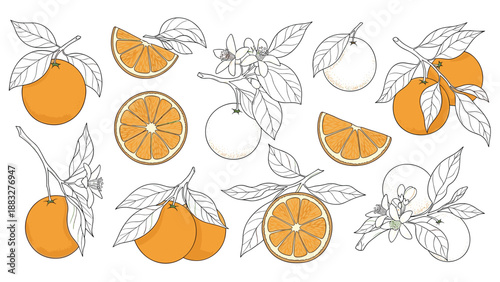 Collection of hand drawn orange citrus fruits with whole oranges, sliced segments, and flowering branches on a white background.