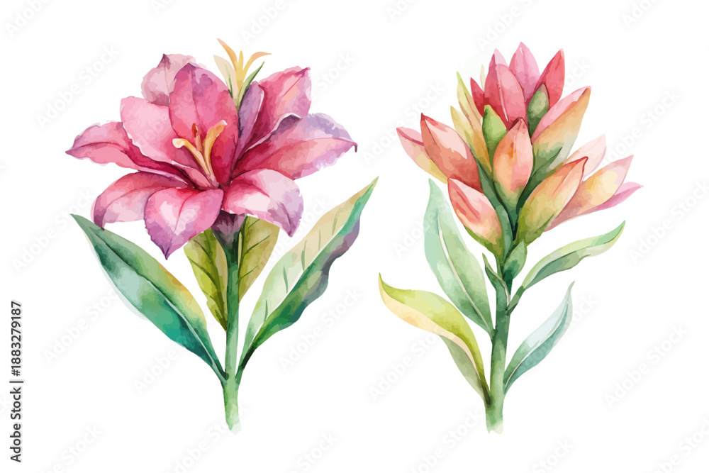Obraz premium Soft Watercolor Alpinia Botanical, Exotic Flower Vector Illustration for Design, Isolated on White