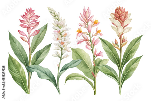 Tableau sur toile set of Exotic Alpinia Flower Watercolor, Soft Tropical Botanical Illustration Is