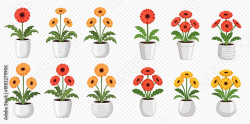 Set of colorful potted gerbera flowers in various arrangements and pot styles, isolated on transparent background.