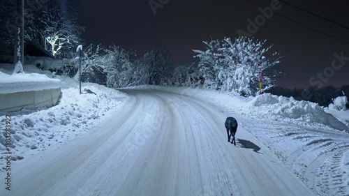 Snowy winter walk at night with dog