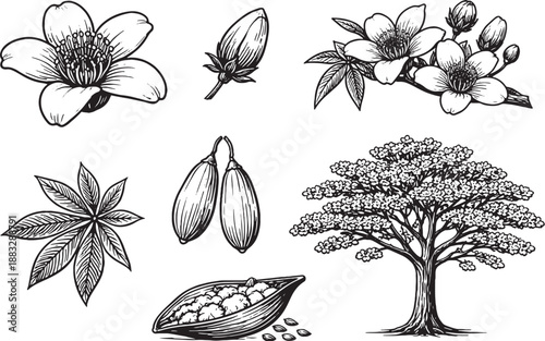 Silk Cotton Tree Flower and Plant Icon Set Black and White