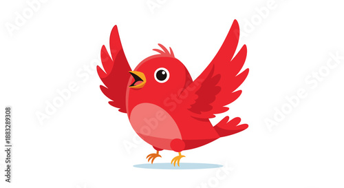 Small red bird with its wings spread wide singing a beautiful song with its beak open on a clean white background.