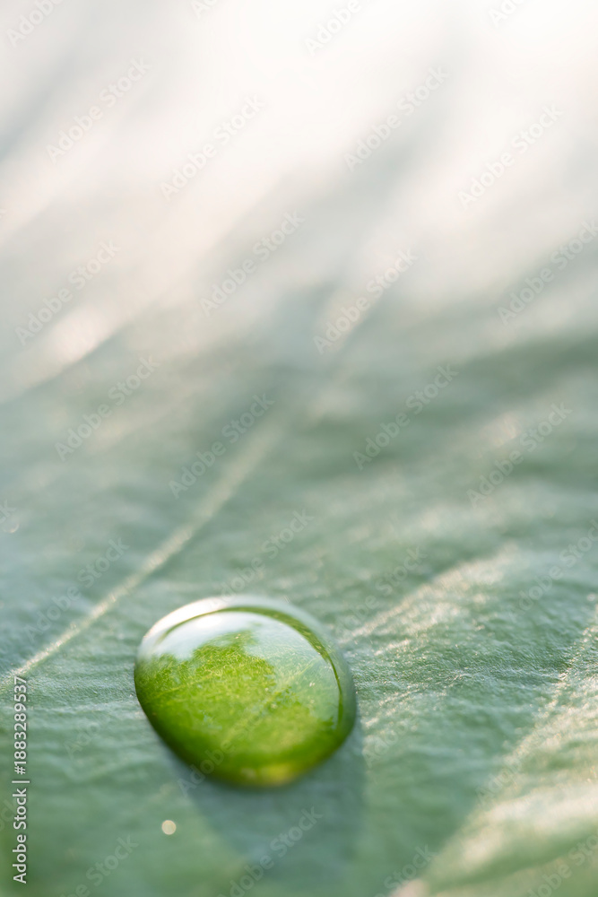 Naklejka premium Stunning close-up images of tiny water droplets on leaves, contributing to the completeness of the ecosystem.