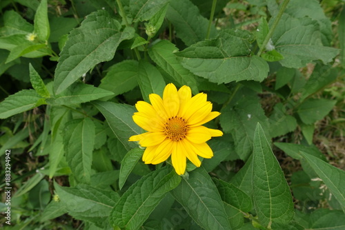 Single yellow flower of Heliopsis helianthoides in June