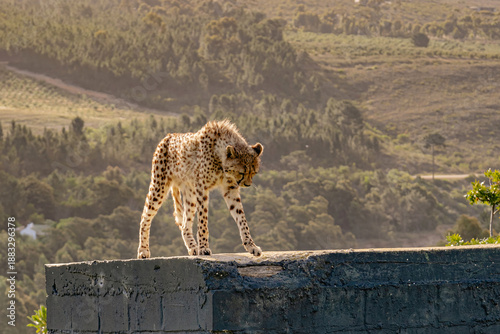 Quadro su tela Cheetah walking across a wall in rehabilitation centre, South Africa