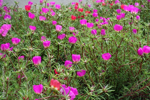 Magenta and red flowers of Portulaca grandiflora in August