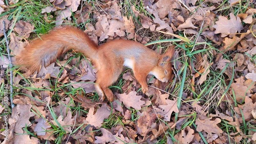 Dead red squirrel lying on the ground among dry autumn oak leaves in the forest.