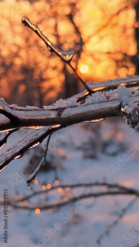Aesthetic winter nature background, Icy crystal branches glistening at sunset, vertical video.